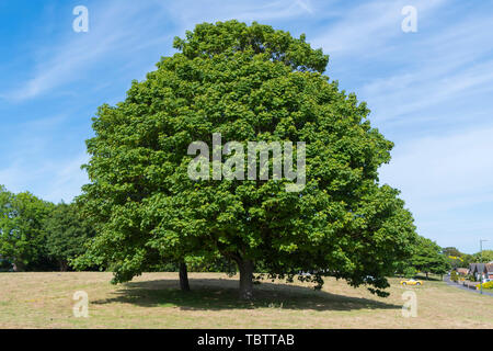 Sycamore tree (Acer pseudoplatanus, Sycamore maple in USA) against blue sky in early Summer (June) in England, UK. Stock Photo