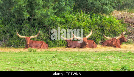 The herd of Buffalo resting near the trees Stock Photo