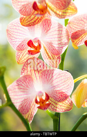 orchid plants commonly orchids indoors blossom grown growing concept care close tips take most phalaenopsis bloom yellow flower pink floral