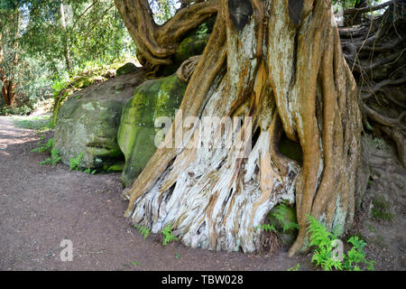 Gnarly roots in the rocks on The Rock Walk at Wakehurst Gardens, East Sussex, UK Stock Photo