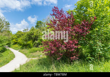 Small Prunus cerasifera tree (Cherry Plum tree or Purple Leaf Plum tree) with purple or reddish foliage (leaves) shown in Summer (early June) in UK. Stock Photo