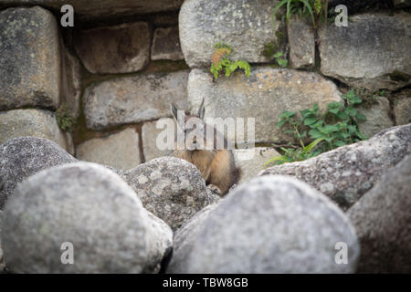 A vizcacha in the Inca ruins of Machu Picchu in Peru, near Cuzco Stock Photo