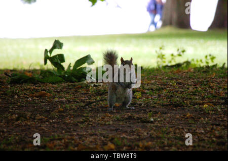 Grey squirrel sitting in the shadow of a tree in the Hyde park, London. Stock Photo