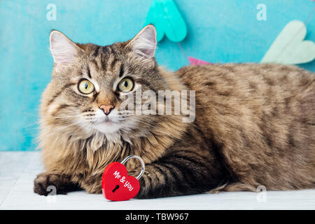 Siberian long haired cat with heart shaped padlock. Blue romantic background. Stock Photo