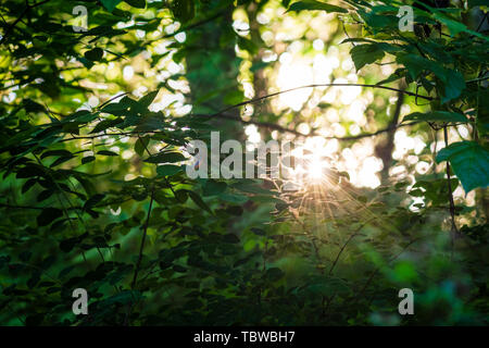 Sunlight peaking dramatically through the woods creating a sun flair on the leaves. Stock Photo