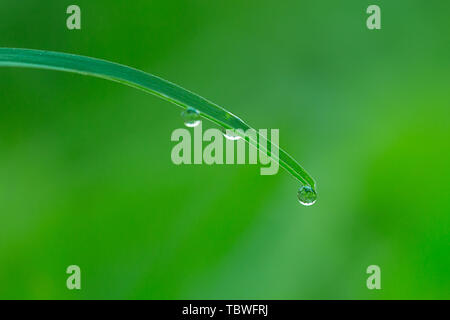 The raindrops on the green leaves Stock Photo