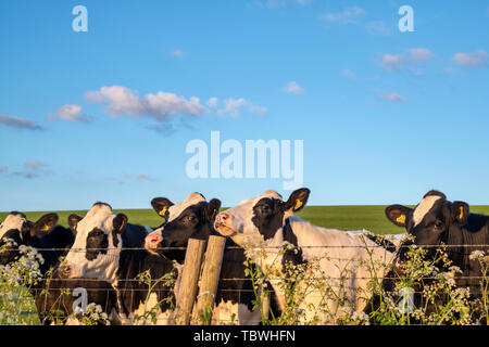 Cattle. Young Holstein Friesian Bullocks in west kennet avenue field in the early morning light. Avebury, Wiltshire, England Stock Photo