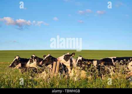 Cattle. Young Holstein Friesian Bullocks in west kennet avenue field in the early morning light. Avebury, Wiltshire, England Stock Photo
