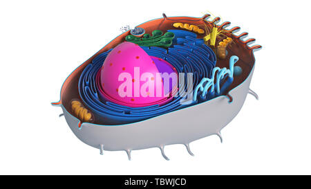 Animal cell in section, multi-colored science biology. 3D rendering Stock Photo