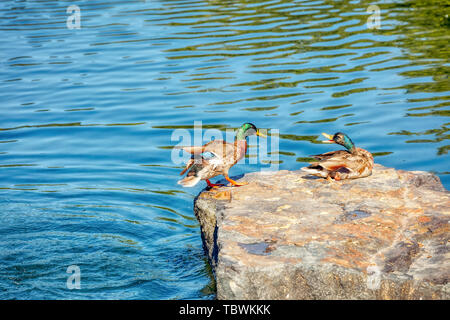 Male and female two mallard ducks shouting at each other on a rock near the river Stock Photo
