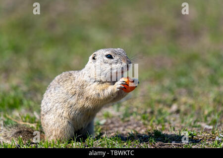 A wild european ground squirrel (Spermophilus citellus), also known as the European souslik in their habitat. Early spring. Stock Photo