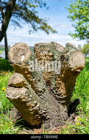 Tree stump with multiple cutt-off trunk sections against green grass and a blue sky on a sunny day Stock Photo