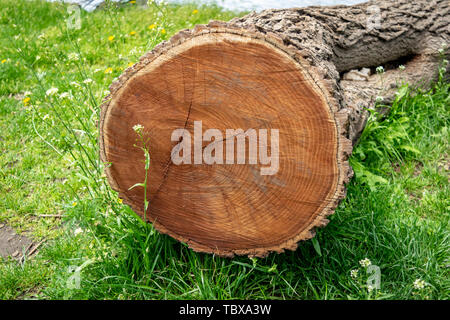 Cross-section of a cut-down tree lying in a meadow of green grass, showing year rings Stock Photo