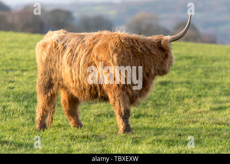 Highland cow in Blackburn, Lancashire, UK - Highland cattle Stock Photo