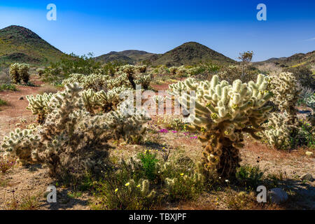 Cholla cactus garden in Joshua Tree National Park, California, USA.