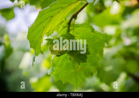 two green nuts ripening on a tree branch, unripe hazel, Corylus avellana, blurred bokeh background. Stock Photo