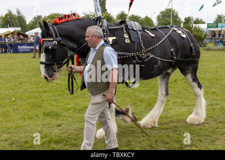 Shire Horse in harness on display in the showring at  Horse and cart in the showring at the Devon County Show Stock Photo