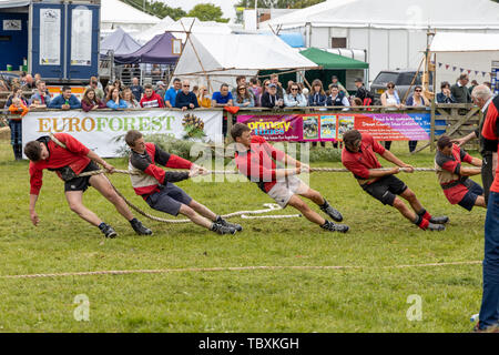 Tug of War competition at the Devon County Show Stock Photo