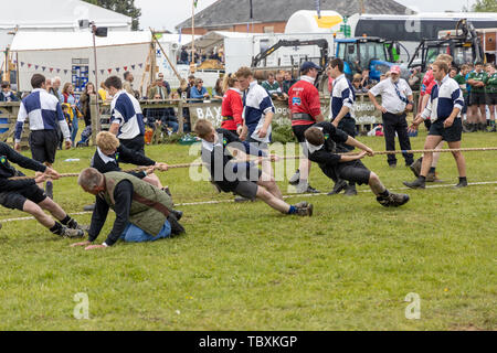 Tug of War competition at the Devon County Show Stock Photo