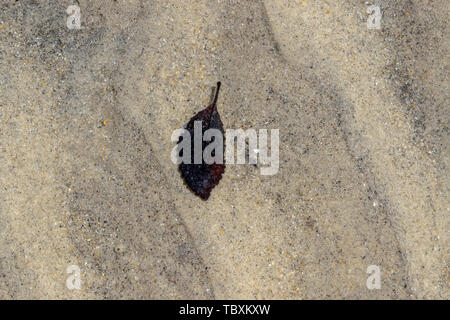 A single leaf lies on the sand under water Stock Photo
