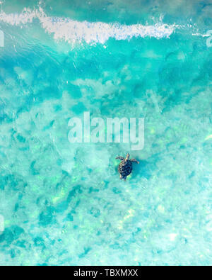 Aerial view of a sea turtle swimming through the blue ocean and wave in Australia. Tropical landscape with a turtle gently swimming Stock Photo