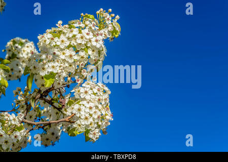 Dainty white flowers on the branches of a tree isolated against clear blue sky Stock Photo