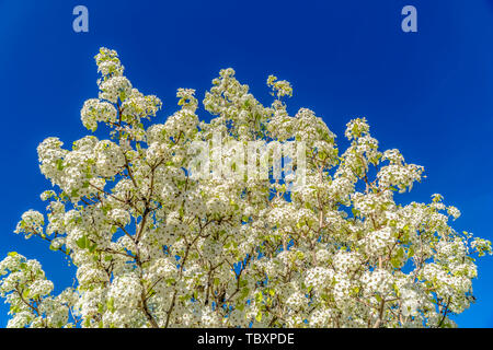 Flowering tree with white blossoms isolated against vibrant blue sky background Stock Photo
