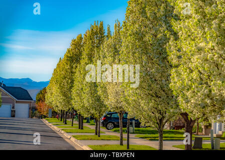 Row of trees on the side of a road in front of houses viewed on a