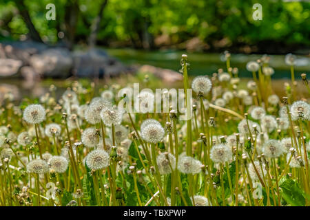 Close up of dandelions with white flowers and bright green stems on a sunny day Stock Photo
