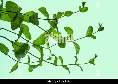 Fresh green mint leaves isolated on pastel blue green background. Stock Photo