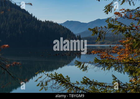 Cut tree stumps protrude from the water of Baker Lake in Norh Cascades Stock Photo