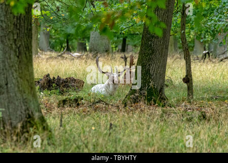 A pack of deer in the middle of the forest Stock Photo