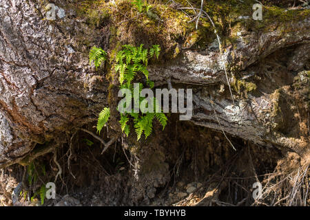 Detail of green ferns growing from a trunk next to Baker Lake in North Cascades, Washington, USA Stock Photo