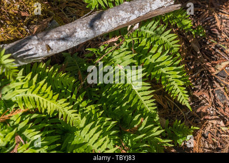 Detail of green ferns growing from a trunk next to Skagit River Stock Photo