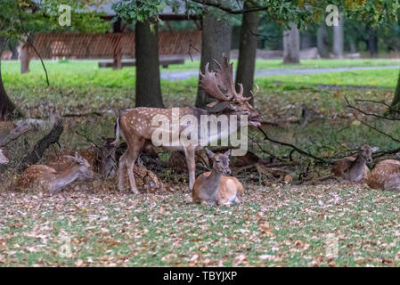 A pack of deer in the middle of the forest Stock Photo