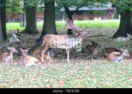 A pack of deer in the middle of the forest Stock Photo