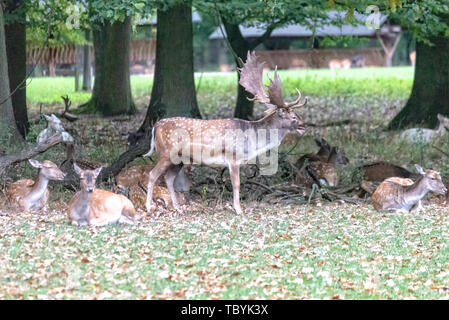 A pack of deer in the middle of the forest Stock Photo