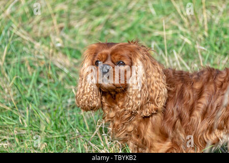 Cavalier King Charles Spaniel dog in brown ruby Stock Photo