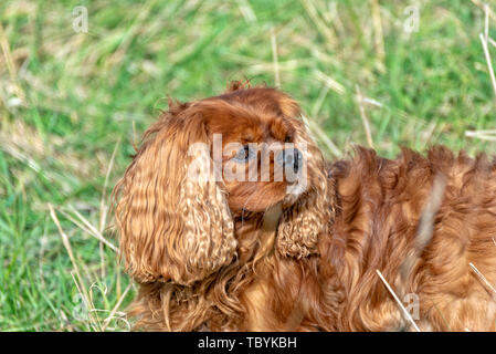 Cavalier King Charles Spaniel dog in brown ruby Stock Photo