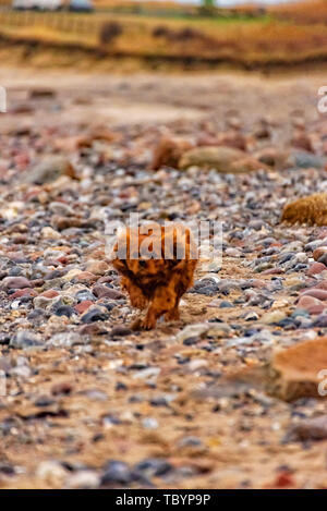 Dog is running on the beach of Fehmarn Stock Photo