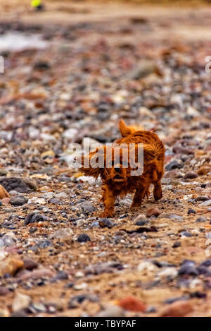 Dog is running on the beach of Fehmarn Stock Photo