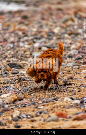 Dog is running on the beach of Fehmarn Stock Photo