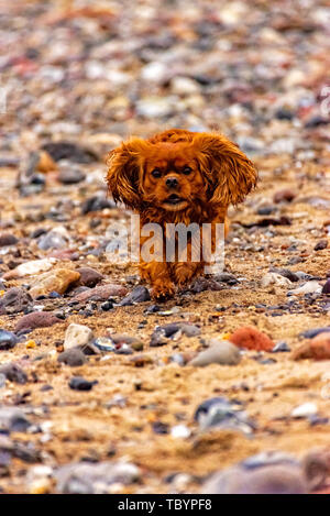 Dog is running on the beach of Fehmarn Stock Photo