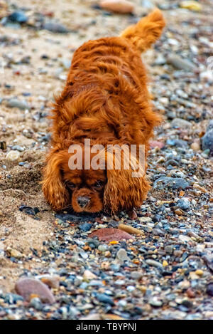 Dog on the beach of Fehmarn Stock Photo