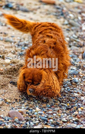 Dog is running on the beach of Fehmarn Stock Photo