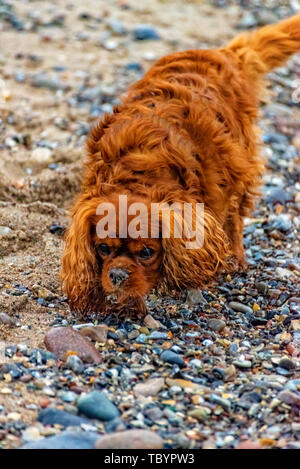 Dog is running on the beach of Fehmarn Stock Photo