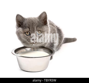 Cute funny kitten drinking milk on white background Stock Photo