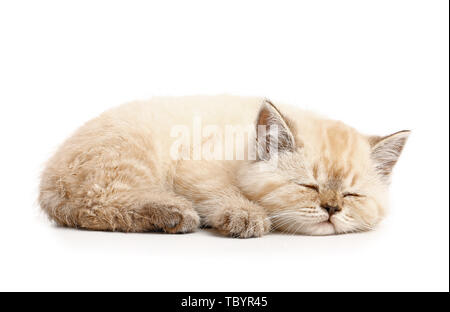 Cute sleeping kitten on white background Stock Photo