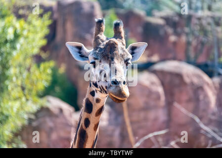 Giraffe runs through the steppe in Africa Stock Photo