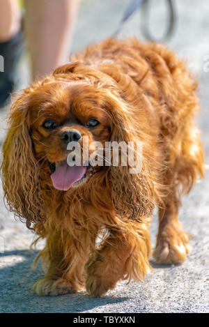 Ruby Cavalier King Charles Spaniel in the summer in the sun Stock Photo